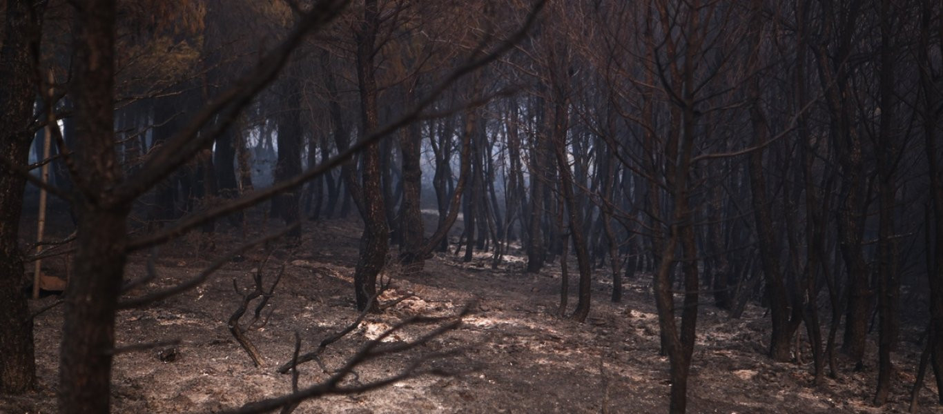 Η αποκατάσταση των καμμένων στην Αν.Αττική χρειάζεται 30 χρόνια σύμφωνα με ειδικούς